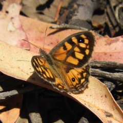 Geitoneura klugii (Marbled Xenica) at Tennent, ACT - 9 Jan 2019 by MatthewFrawley