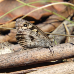 Geitoneura klugii at Tennent, ACT - 9 Jan 2019 11:19 AM