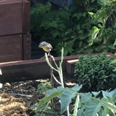 Pardalotus punctatus (Spotted Pardalote) at Ainslie, ACT - 12 Jan 2019 by juddernaut