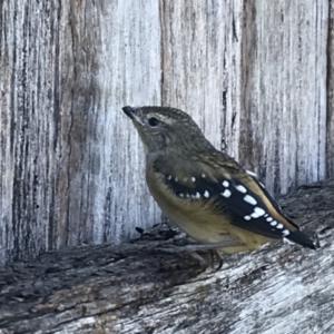 Pardalotus punctatus at Ainslie, ACT - 12 Jan 2019 10:00 AM