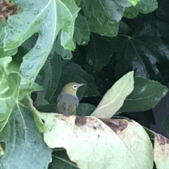 Zosterops lateralis (Silvereye) at Ainslie, ACT - 12 Jan 2019 by juddernaut