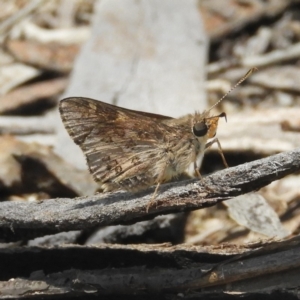 Trapezites phigalioides at Tennent, ACT - 9 Jan 2019