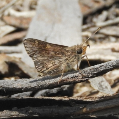 Trapezites phigalioides (Montane Ochre) at Tennent, ACT - 9 Jan 2019 by MatthewFrawley