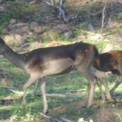 Dama dama (Fallow Deer) at Paddys River, ACT - 11 Jan 2019 by SandraH