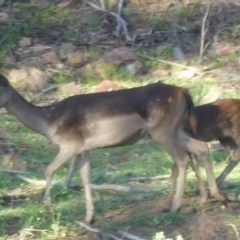 Dama dama (Fallow Deer) at Paddys River, ACT - 12 Jan 2019 by SandraH