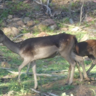 Dama dama (Fallow Deer) at Paddys River, ACT - 11 Jan 2019 by SandraH