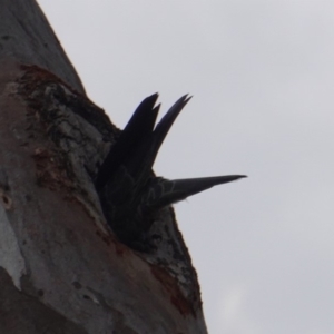 Callocephalon fimbriatum at Deakin, ACT - suppressed