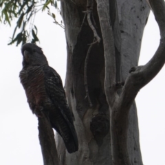 Callocephalon fimbriatum at Deakin, ACT - suppressed