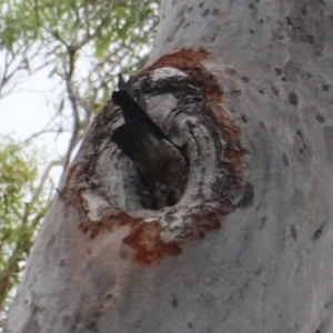 Callocephalon fimbriatum at Deakin, ACT - suppressed