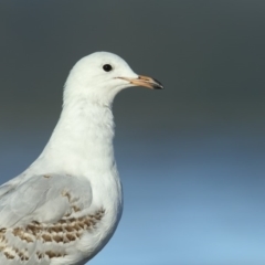 Chroicocephalus novaehollandiae (Silver Gull) at Wallagoot, NSW - 11 Jan 2019 by Leo