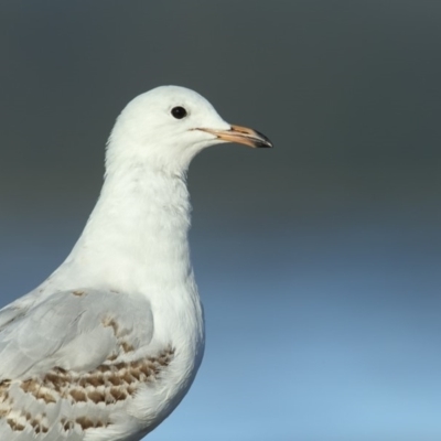 Chroicocephalus novaehollandiae (Silver Gull) at Wallagoot, NSW - 12 Jan 2019 by Leo