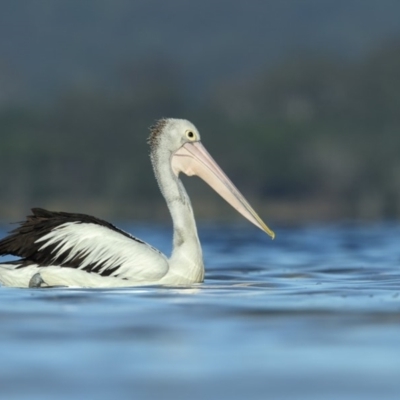 Pelecanus conspicillatus (Australian Pelican) at Wallagoot, NSW - 12 Jan 2019 by Leo