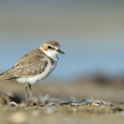 Anarhynchus ruficapillus (Red-capped Plover) at Wallagoot, NSW - 11 Jan 2019 by Leo