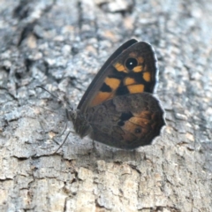 Geitoneura klugii (Marbled Xenica) at Wandiyali-Environa Conservation Area - 11 Jan 2019 by Wandiyali