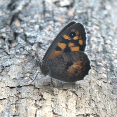 Geitoneura klugii (Marbled Xenica) at Wandiyali-Environa Conservation Area - 11 Jan 2019 by Wandiyali