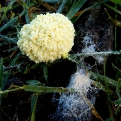 Fuligo septica (Scrambled egg slime) at Jerrabomberra, NSW - 12 Jan 2019 by Wandiyali