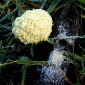 Fuligo septica at Jerrabomberra, NSW - 12 Jan 2019