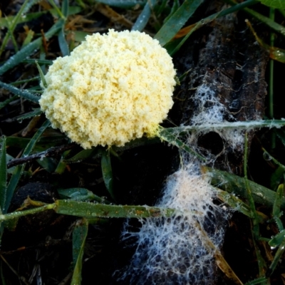 Fuligo septica (Scrambled egg slime) at Jerrabomberra, NSW - 11 Jan 2019 by Wandiyali