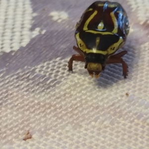 Eupoecila australasiae at Karabar, NSW - 12 Jan 2019