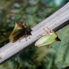 Sextius virescens (Acacia horned treehopper) at Jerrabomberra, NSW - 11 Jan 2019 by Wandiyali