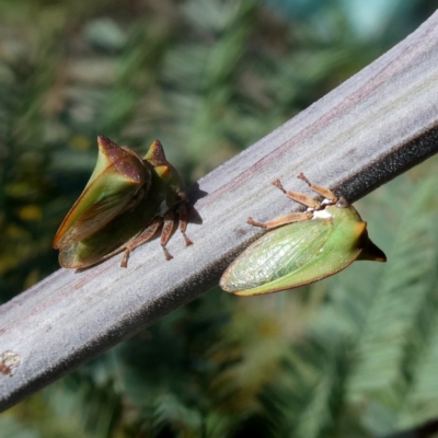 Sextius virescens (Acacia horned treehopper) at Jerrabomberra, NSW - 11 Jan 2019 by Wandiyali