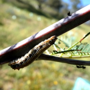 Jalmenus icilius at Jerrabomberra, NSW - 12 Jan 2019