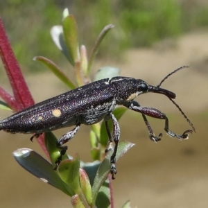 Rhinotia bidentata at Paddys River, ACT - 12 Jan 2019 10:59 AM