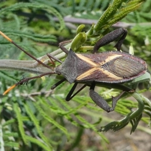 Mictis profana at Paddys River, ACT - 12 Jan 2019 11:32 AM