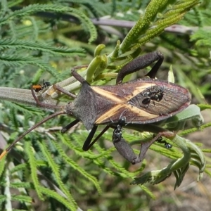 Mictis profana at Paddys River, ACT - 12 Jan 2019 11:32 AM