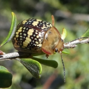 Paropsis pictipennis at Paddys River, ACT - 12 Jan 2019 11:29 AM