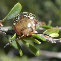 Paropsis pictipennis at Paddys River, ACT - 12 Jan 2019