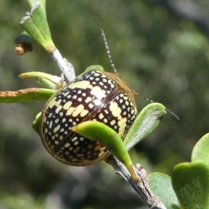 Paropsis pictipennis at Paddys River, ACT - 12 Jan 2019