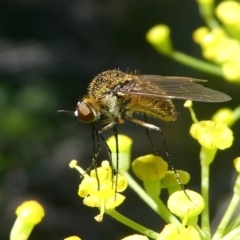 Geron sp. (genus) (Slender Bee Fly) at Paddys River, ACT - 12 Jan 2019 by HarveyPerkins