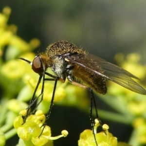 Geron sp. (genus) at Paddys River, ACT - 12 Jan 2019