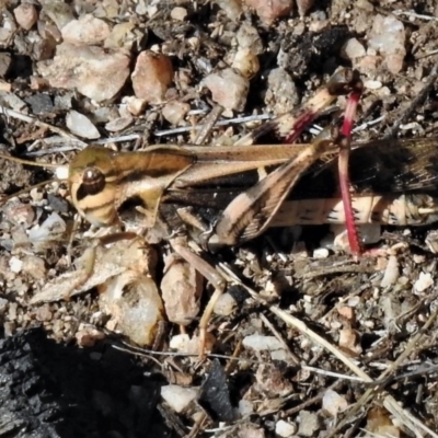 Gastrimargus musicus (Yellow-winged Locust or Grasshopper) at Paddys River, ACT - 11 Jan 2019 by JohnBundock