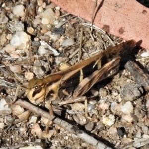 Gastrimargus musicus at Paddys River, ACT - 12 Jan 2019 09:13 AM