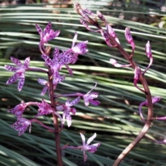 Dipodium punctatum (Blotched Hyacinth Orchid) at Paddys River, ACT - 11 Jan 2019 by JohnBundock