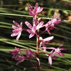 Dipodium punctatum at Paddys River, ACT - 12 Jan 2019