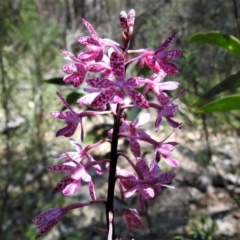 Dipodium punctatum (Blotched Hyacinth Orchid) at Paddys River, ACT - 11 Jan 2019 by JohnBundock