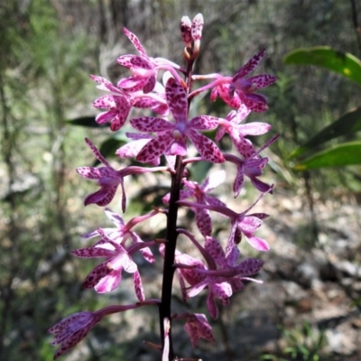 Dipodium punctatum (Blotched Hyacinth Orchid) at Paddys River, ACT - 12 Jan 2019 by JohnBundock