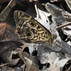 Geitoneura acantha (Ringed Xenica) at Paddys River, ACT - 11 Jan 2019 by JohnBundock