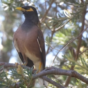 Acridotheres tristis at Flynn, ACT - 12 Jan 2019