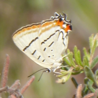 Jalmenus evagoras (Imperial Hairstreak) at Acton, ACT - 11 Jan 2019 by Christine