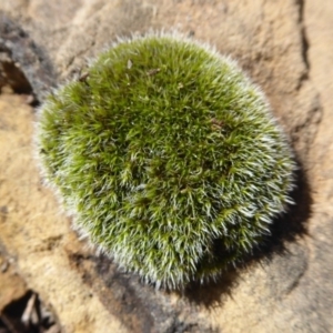 Grimmia sp. at Hackett, ACT - 12 Jan 2019