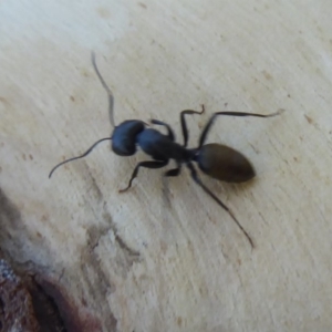 Camponotus aeneopilosus at Hackett, ACT - 12 Jan 2019