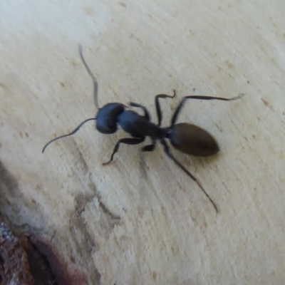 Camponotus aeneopilosus (A Golden-tailed sugar ant) at Hackett, ACT - 11 Jan 2019 by Christine