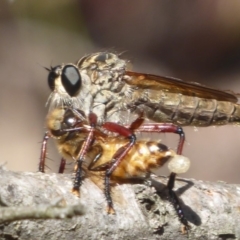 Colepia sp. (genus) (A robber fly) at Hackett, ACT - 12 Jan 2019 by Christine