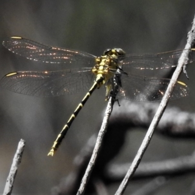 Austrogomphus guerini (Yellow-striped Hunter) at Paddys River, ACT - 12 Jan 2019 by JohnBundock