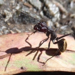 Camponotus suffusus (Golden-tailed sugar ant) at Acton, ACT - 12 Jan 2019 by Christine