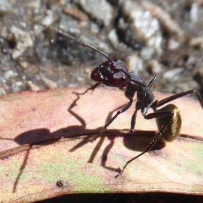 Camponotus suffusus (Golden-tailed sugar ant) at Acton, ACT - 11 Jan 2019 by Christine